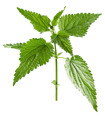 Nettle: Stinging nettle has been used for hundreds of years to treat painful muscles and joints, eczema, arthritis, gout, and anemia.