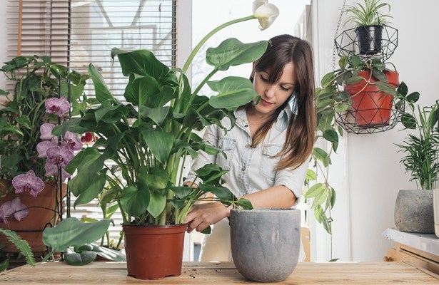 Green Thumbs Agree: These Are the Best Bathroom Plants