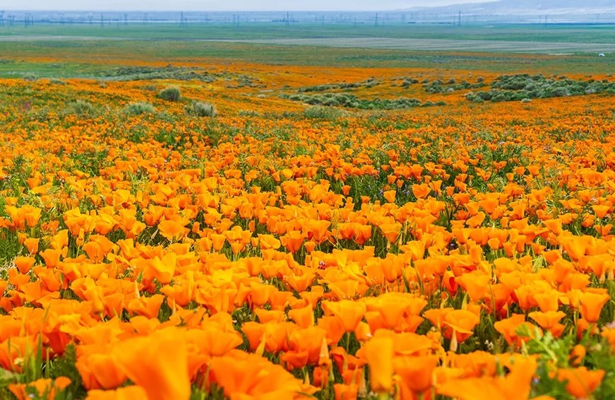 California's Super Bloom Is Too Pretty for Words | Well+Good