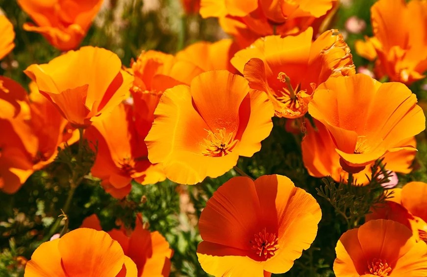 California's Super Bloom Is Too Pretty for Words | Well+Good