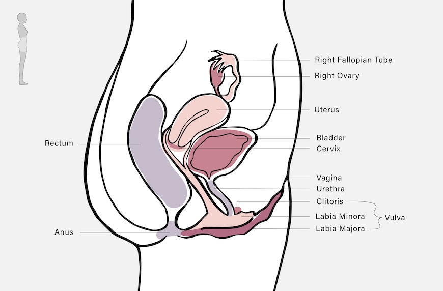 uterus diagram side