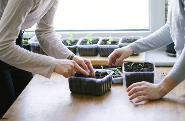 Everything You Need to Know About Growing Your Own Herbs