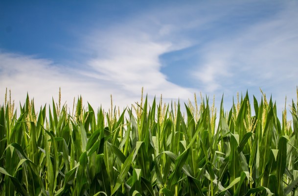 The Next Frontier of Gmos: Fighting Climate Change?