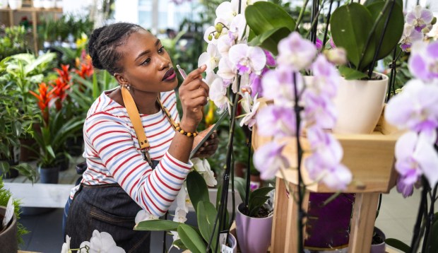 How to Take Care of Indoor Orchids and Keep Them Alive for Years to Come