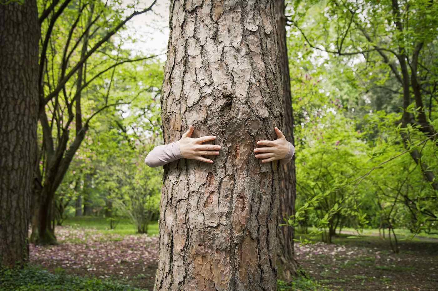 The Benefits Of Tree Hugging Since We Can T Hug Each Other Well Good