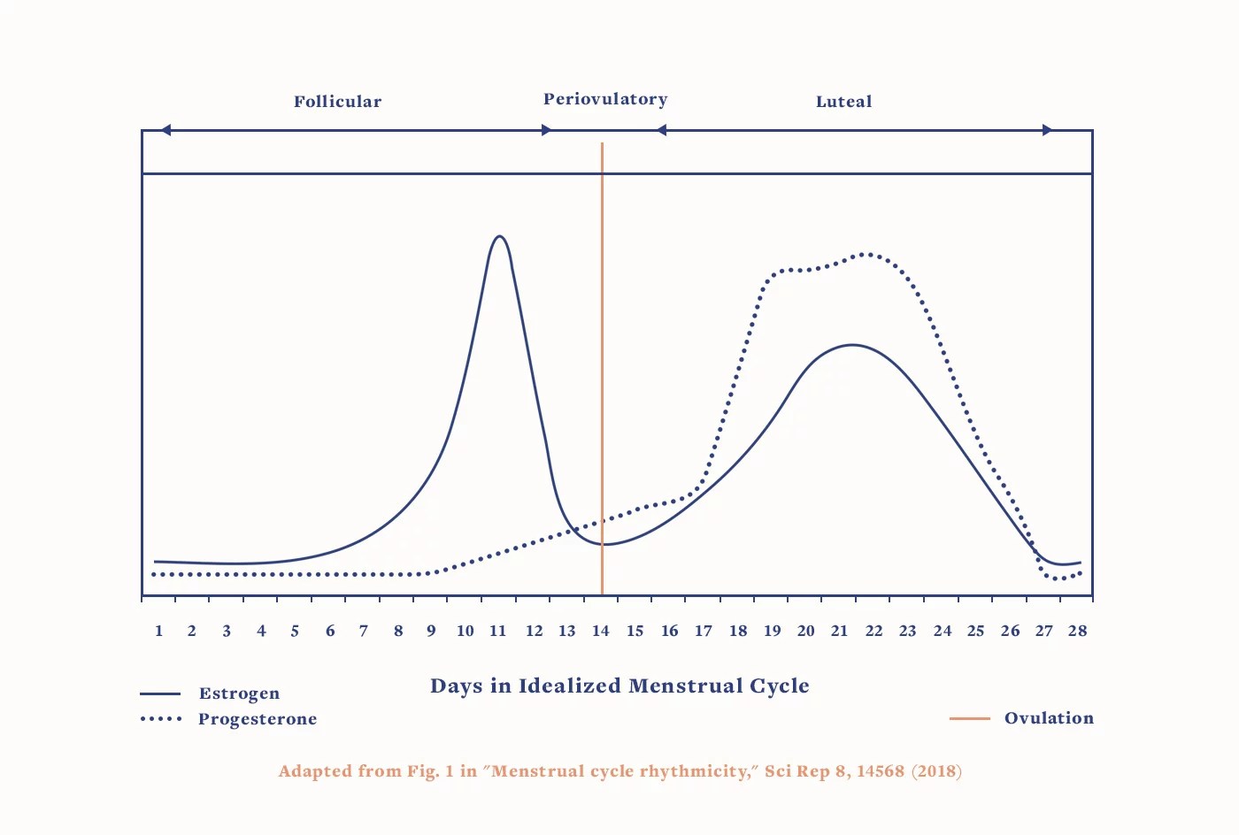 female reproductive hormone cycle