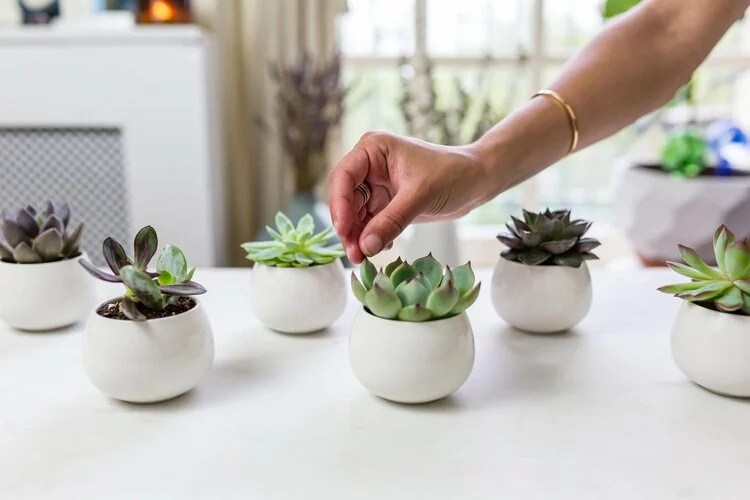 Snazzy Painted Planter Pots