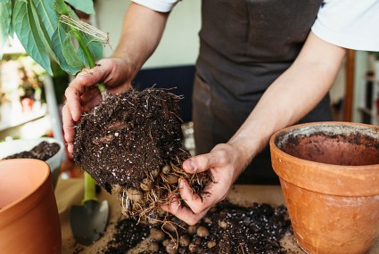 4 Most Overlooked Signs It’s Time To Repot Your Plants