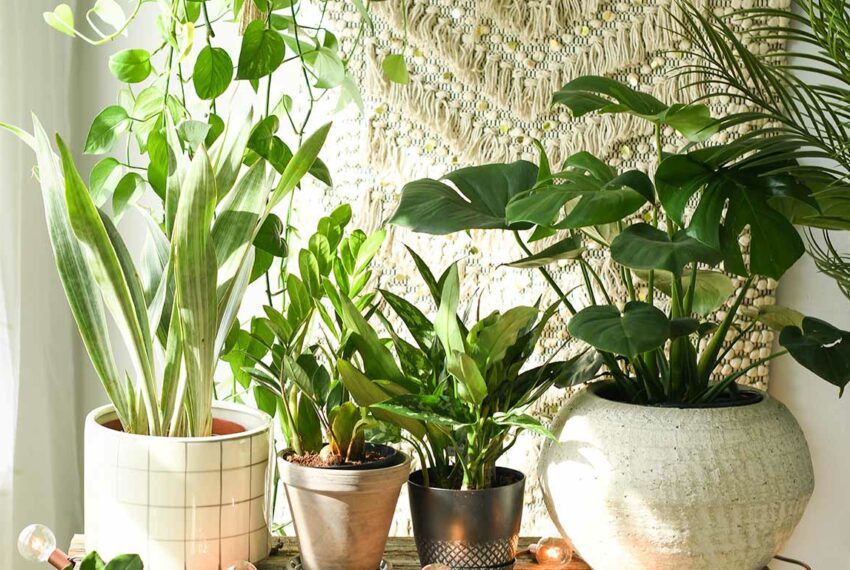 Indoor Plant Ideas | Well+Good