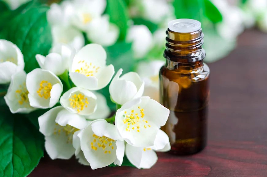 Jasmine essential oil and fresh jasmine blossom. Stock Photo by sokorspace