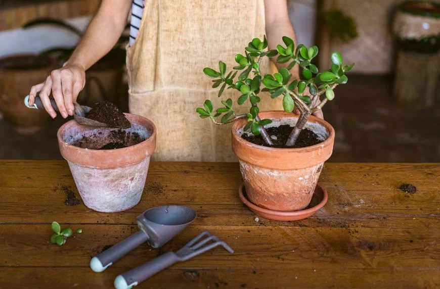 Jade Plant Soil & How To Choose The Best Potting Mix