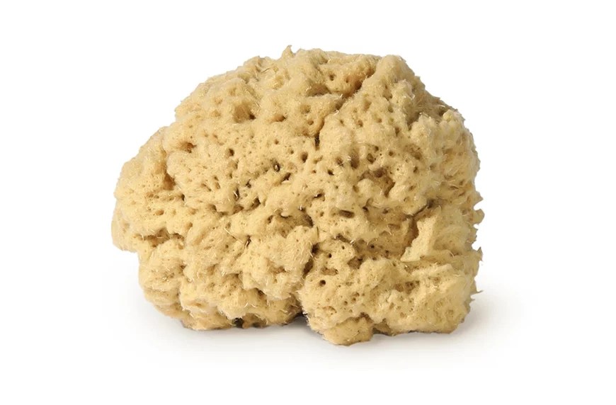 Buy natural sea sponges for your body online