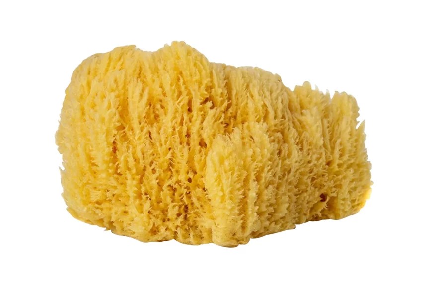 How To Clean Sea Sponge To Keep Your Skin Healthy | Well+Good
