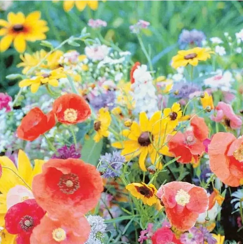 20 Easy-to-Grow Wildflowers — your guide to success! - Florida Wildflower  Foundation