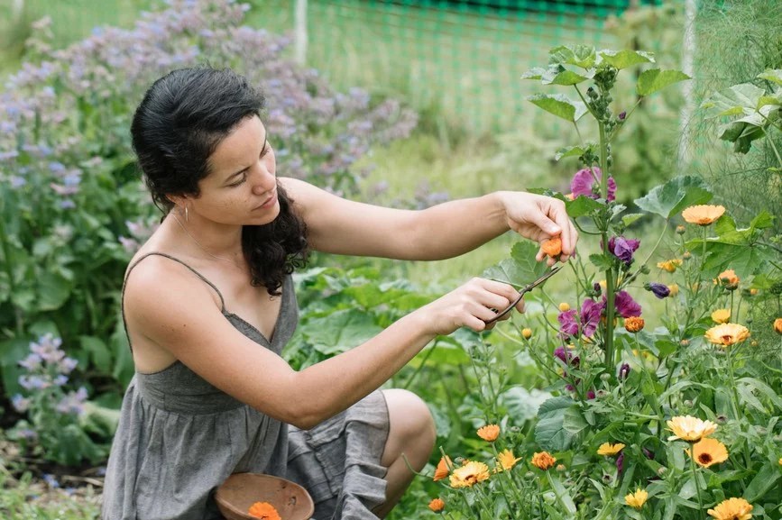 20 Easy-to-Grow Wildflowers — your guide to success! - Florida Wildflower  Foundation