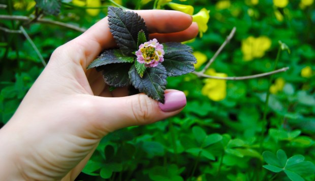 4 of the Newest (and Prettiest) Nail Polishes Are Plucked Straight From the Garden