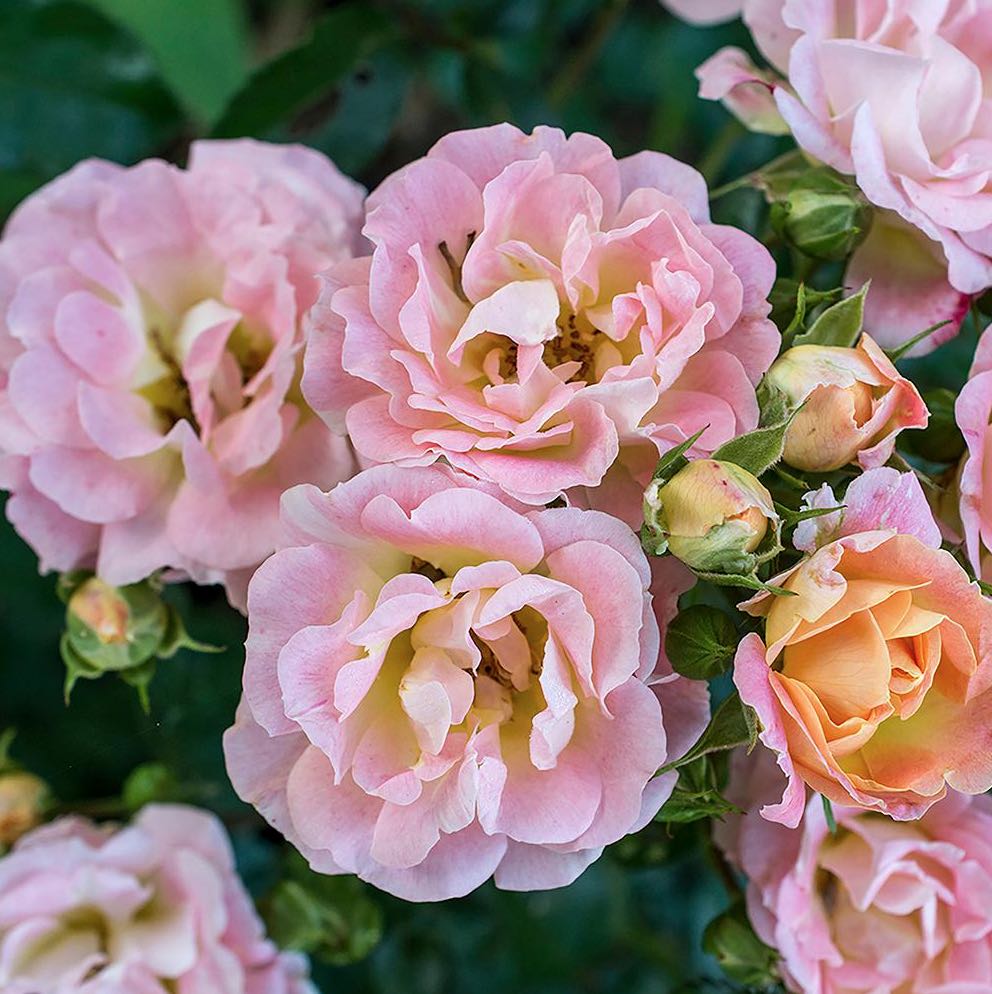 4 Easy Care Roses to Grow in Your Garden Health Announcement