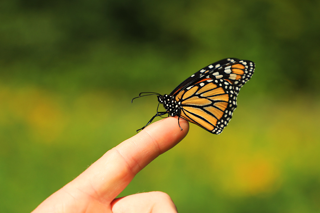 Monarch Butterfly Spiritual Meaning  