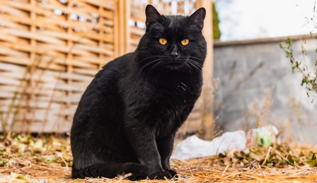 The Actual (Not-So-Spooky) Meaning of Crossing Paths With a Black Cat