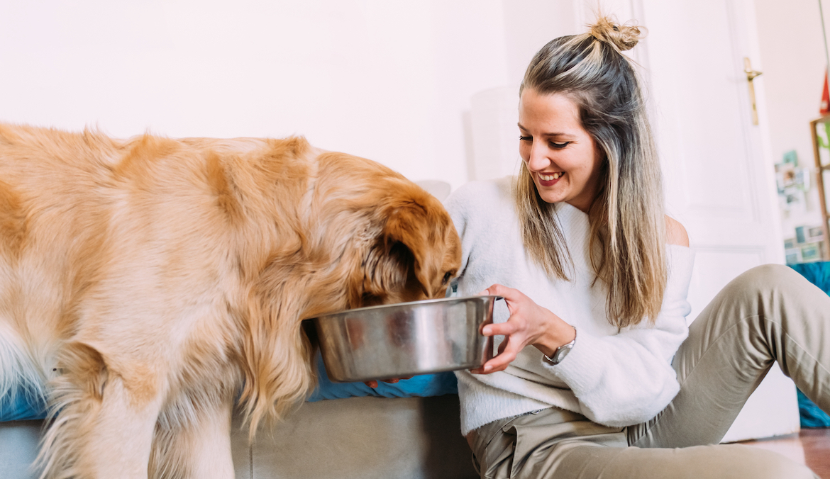 Elevated Dog Bowls Better Older Dogs