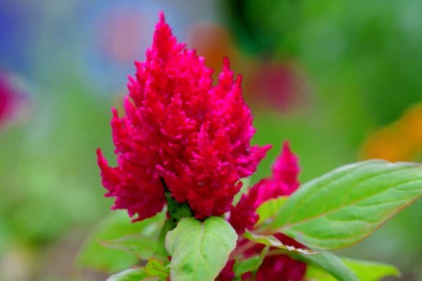 Celosia