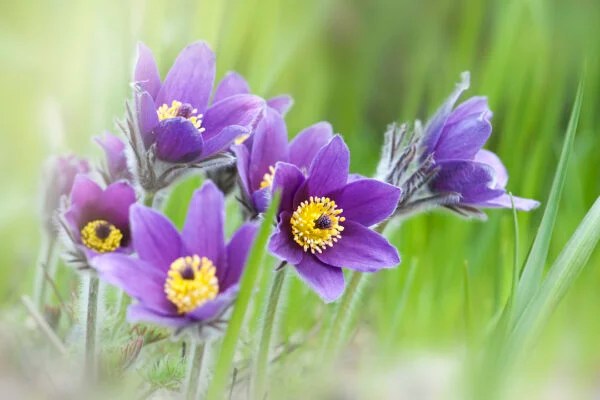 Pasque flower