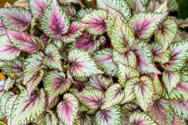 Rex begonia