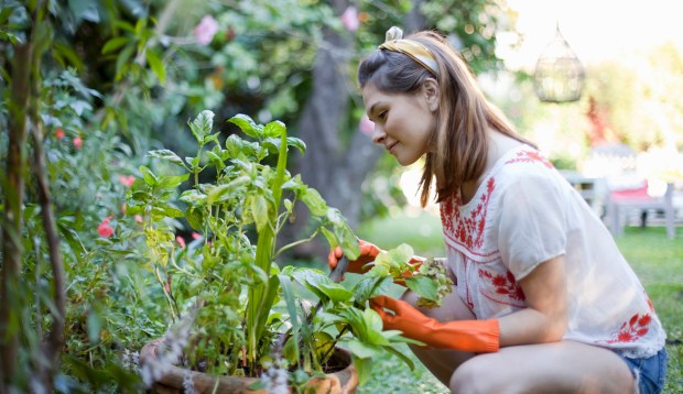 You Can Grow Healthier, Happier Vegetables and Herbs by Companion Planting—Here's How