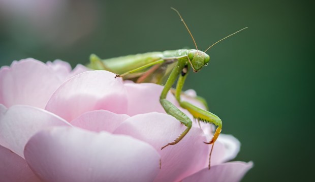 The Symbolic Meaning of Crossing Paths With a Majestic Praying Mantis