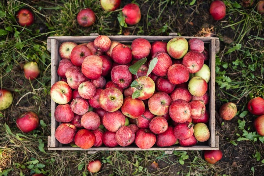 How to Store Apples: Expert Tips for Keeping Them Crisp