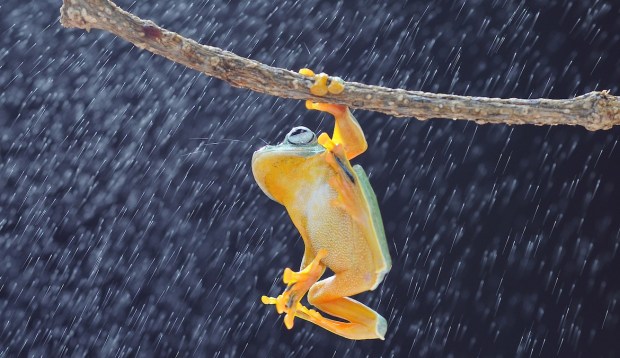 Crossing Paths With a Frog Is Actually a Pretty Powerful Sign From the Cosmos That...