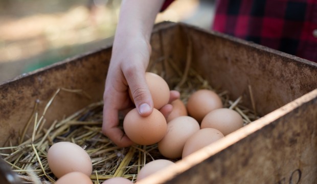 The Simplest Way to Tell if Your Farm-Fresh Eggs Are Still Actually Fresh, According to...