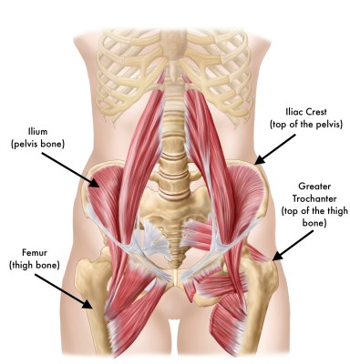 A muscle and skeletal diagram of a woman's pelvic region, displaying the pelvis and thigh bones.