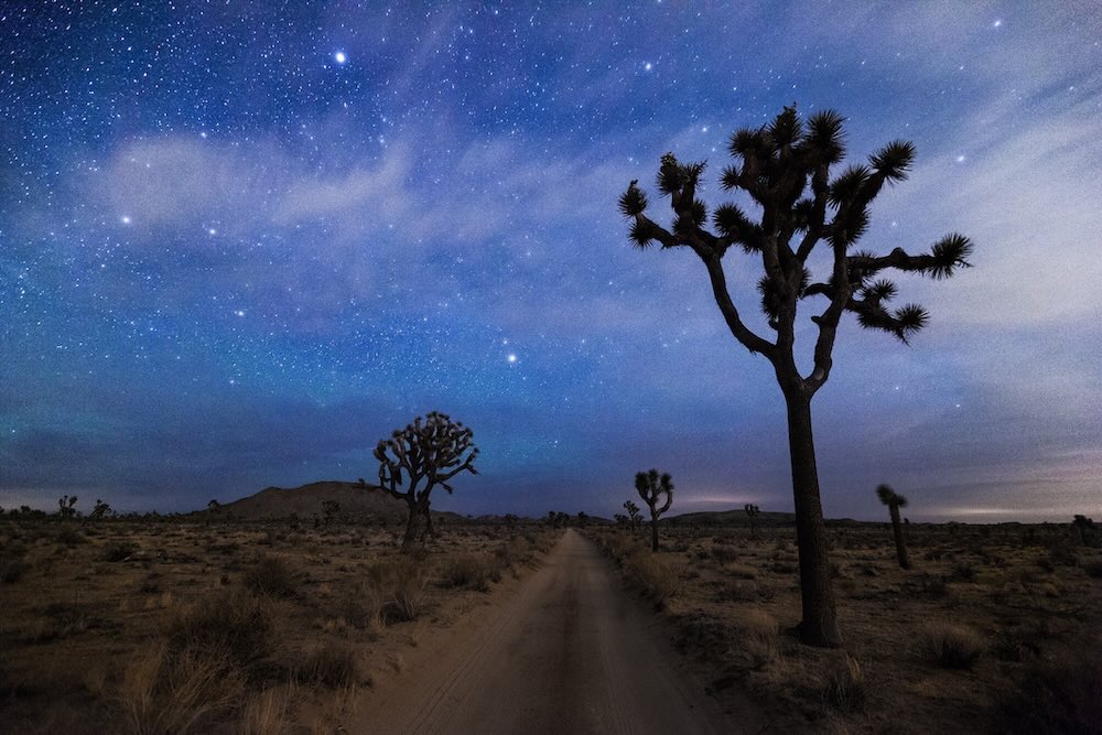 A Desert Road and Joshua Trees at Night