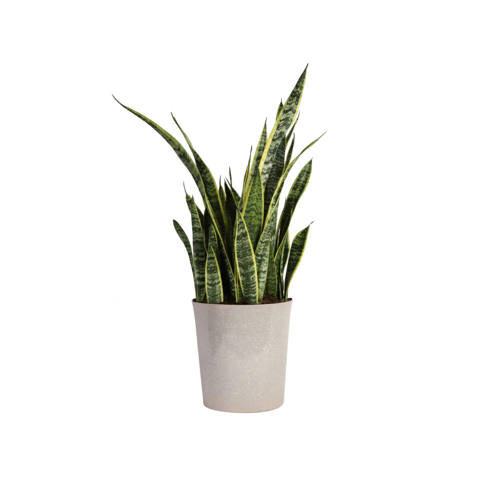 Costa Farms Snake Plant Laurentii