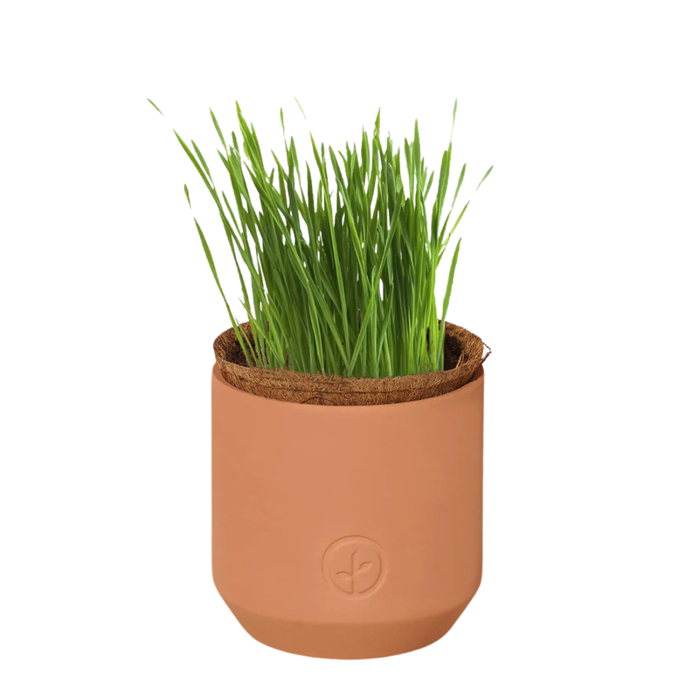 The Sill Tiny Terracotta Pet Greens Grow Kit